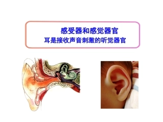 第三节感觉和感觉器官