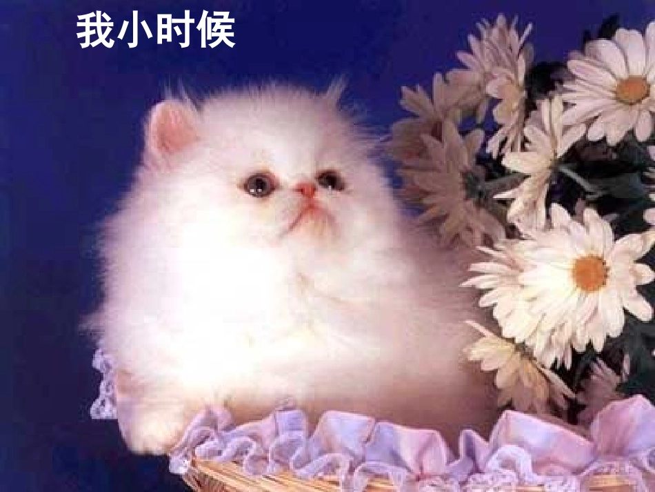 人教版四年级语文上册《猫》PPT课件_第2页