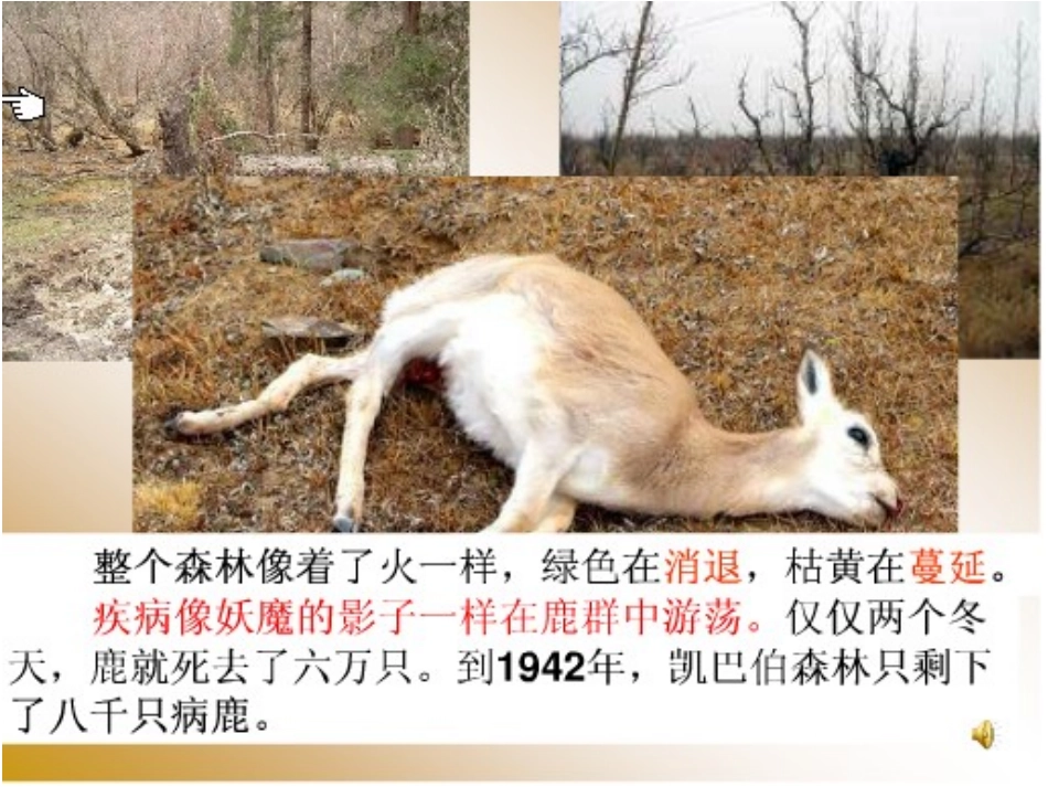 14狼和鹿的故事(改进后)_第3页