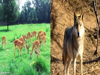 14狼和鹿的故事(改进后)