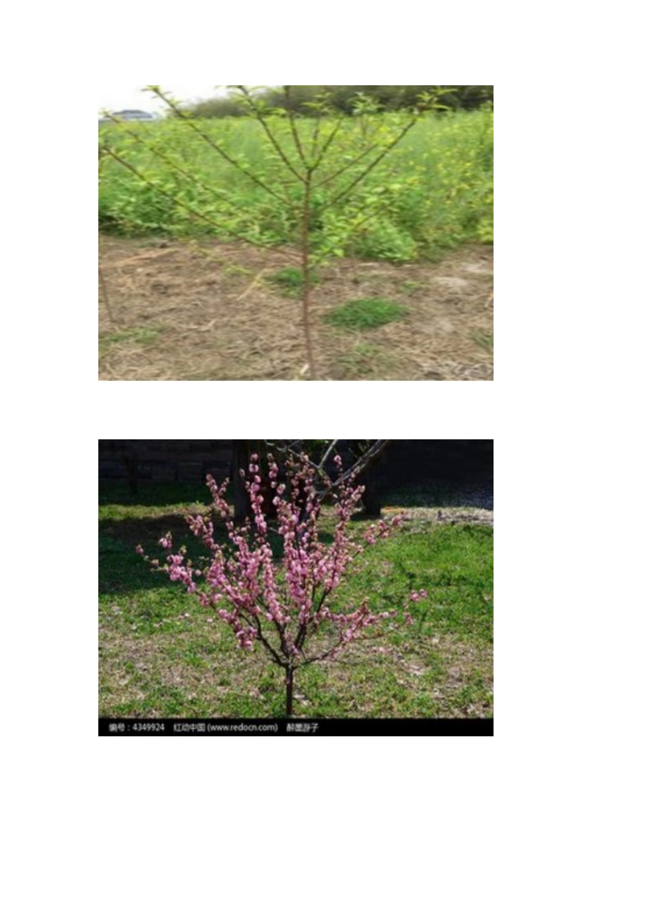 (部编)初中语文人教2011课标版七年级下册一颗小桃树(素材)_第1页