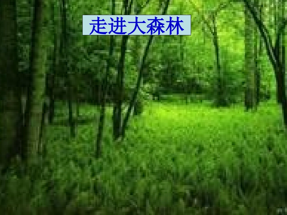 想象作文《走进大森林》_第1页
