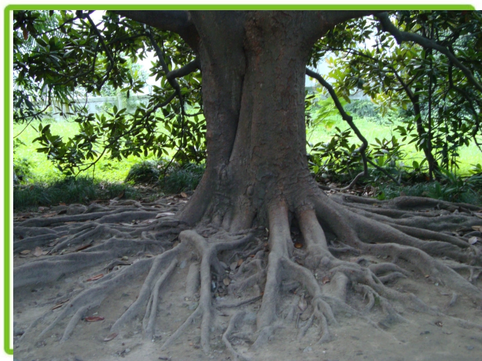 想象作文《走进大森林》_第2页