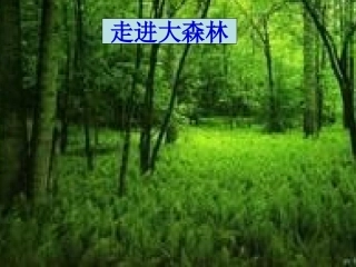 想象作文《走进大森林》