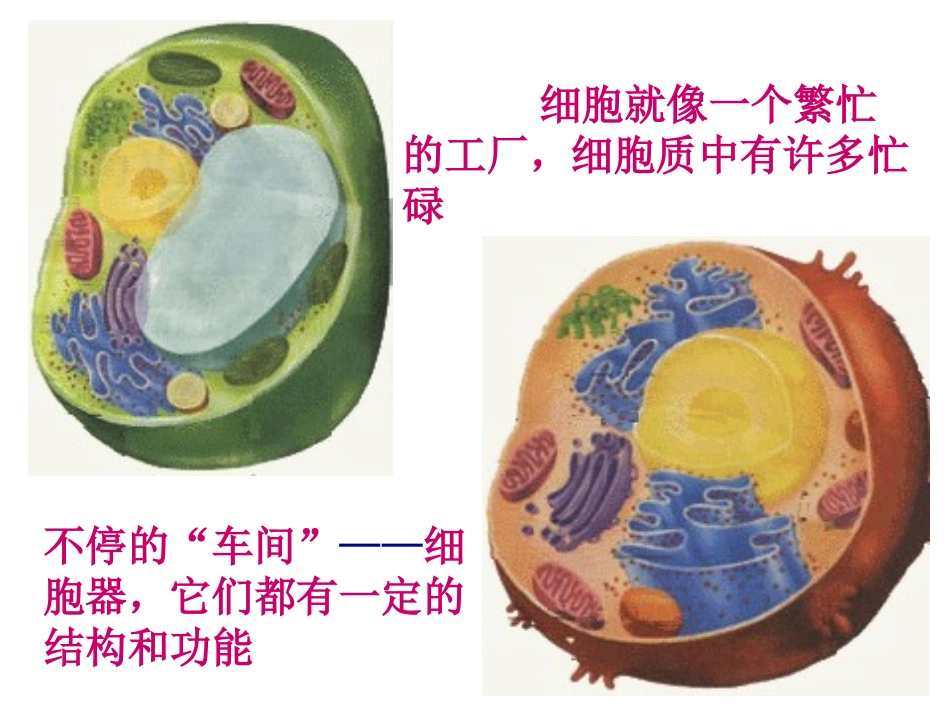 细胞器——系统内的分工合作课件_第3页