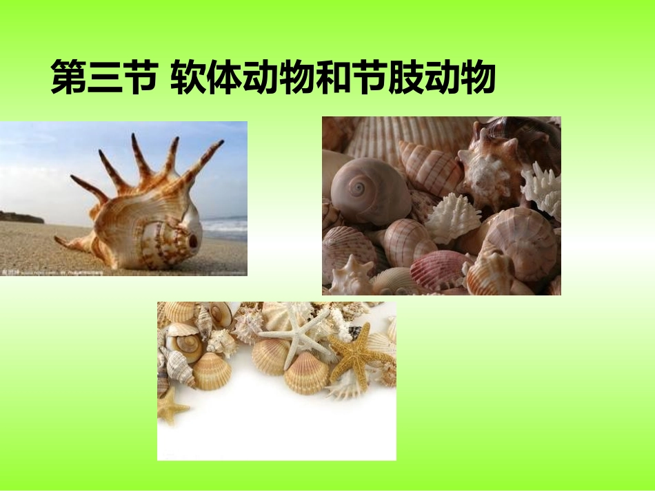 3-软体动物和节肢动物_第1页