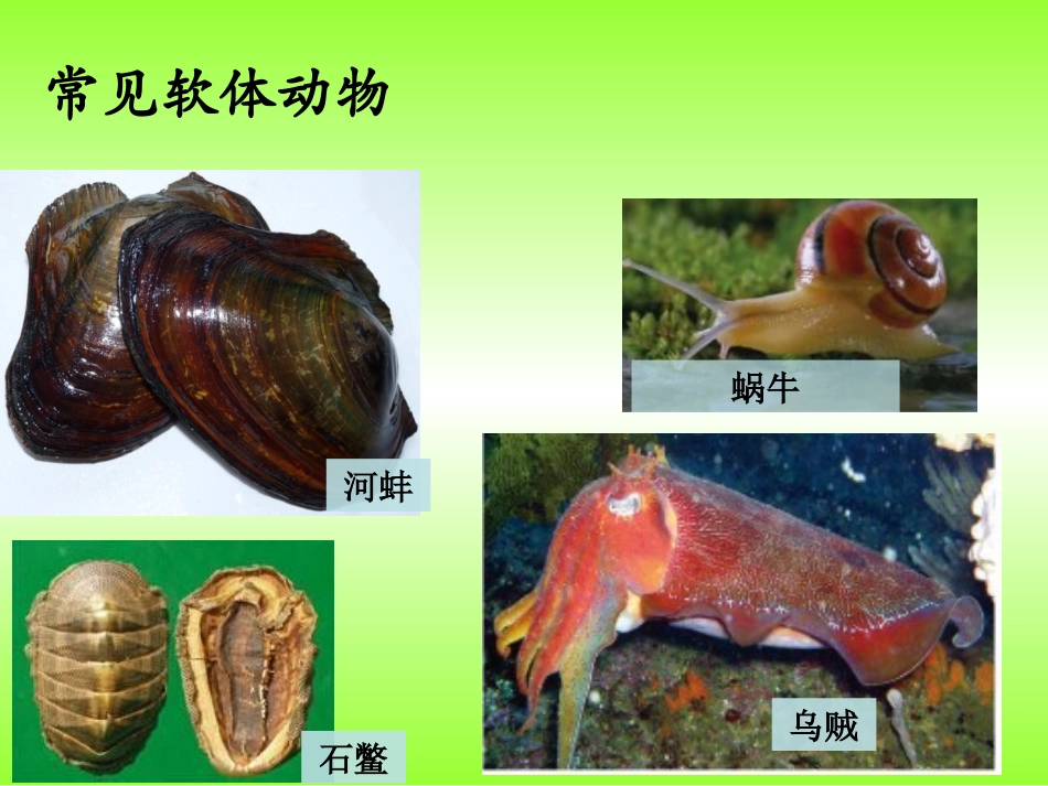3-软体动物和节肢动物_第2页