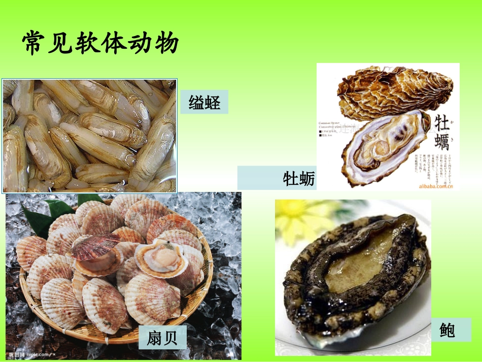 3-软体动物和节肢动物_第3页