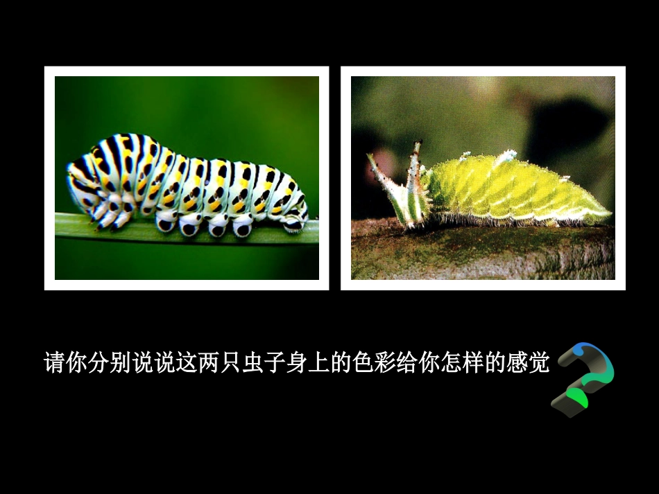 毛毛虫的颜色特点_第2页