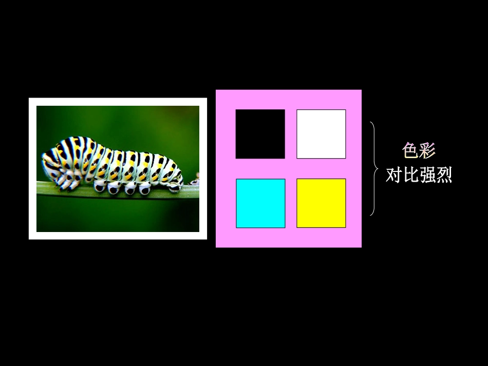 毛毛虫的颜色特点_第3页