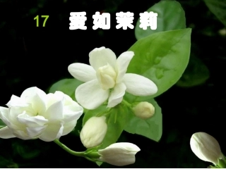 爱如茉莉课件ppt