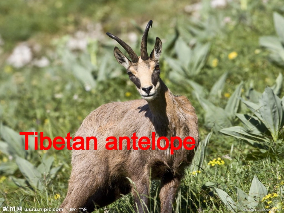 必修1Unit3UsingLanguage_第3页