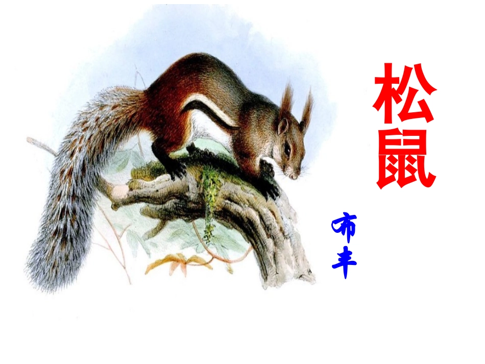 《松鼠》课件-金湖实验初中-袁瑞亮_第3页