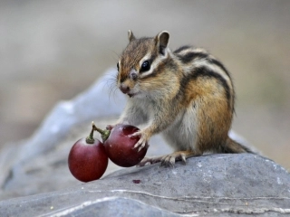 《松鼠》课件-金湖实验初中-袁瑞亮