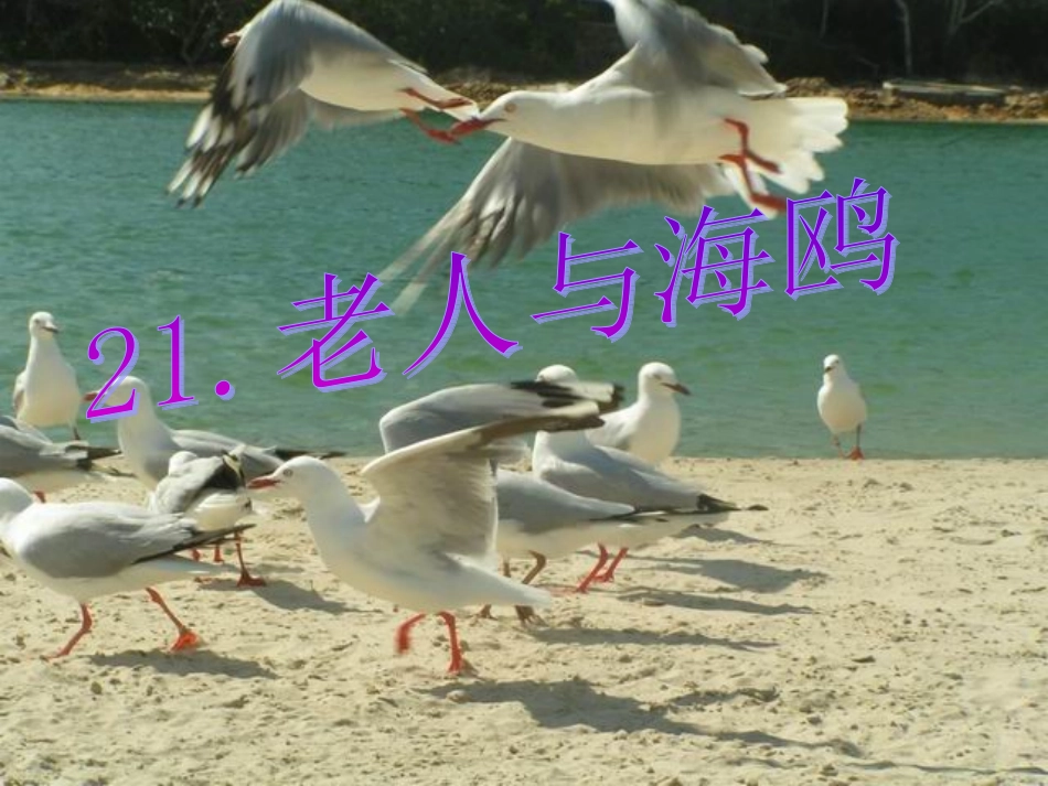 老人与海鸥课件-(2)_第1页