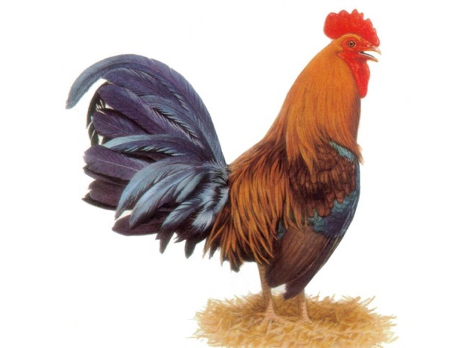 人美版小学四年级美术下册《艳丽的大公鸡》课件》_第2页