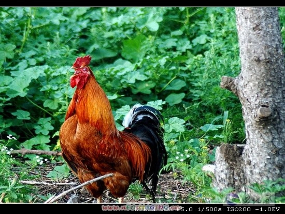 人美版小学四年级美术下册《艳丽的大公鸡》课件》_第3页