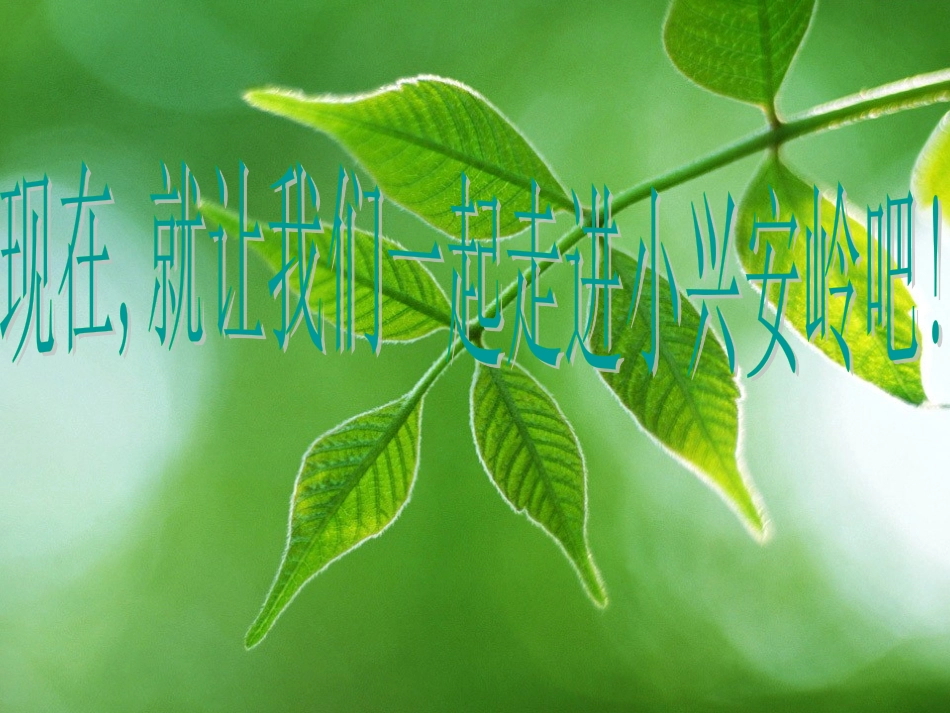 美丽的小兴安岭谢芳_第3页