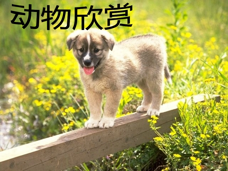 第11课泥塑动物_第3页