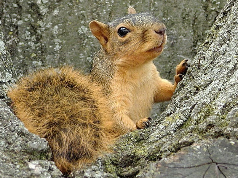 690跑进家来的松鼠_第2页