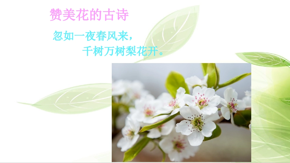 第三节-开花和结果-(2)_第3页
