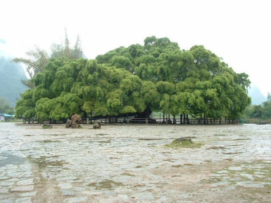 鸟的天堂-(2)_第2页