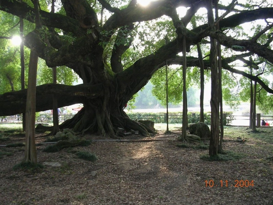 鸟的天堂-(2)_第3页