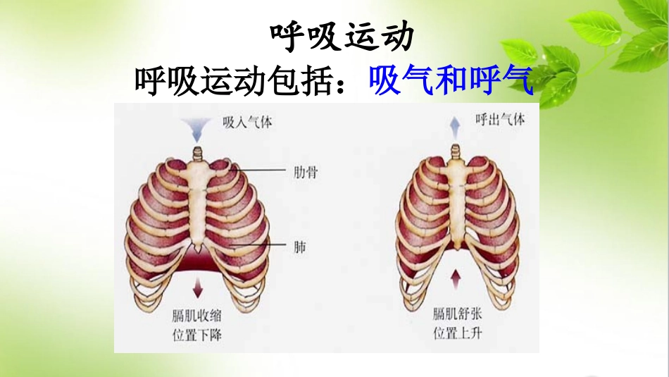 第三节人体和外界环境的气体交换_第3页