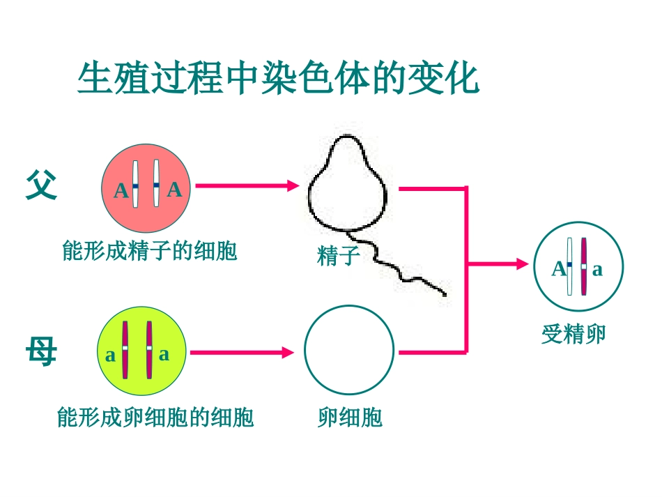 (人教版)八年级生物下册-上课【课件一】2.3基因的显性和隐性_第2页