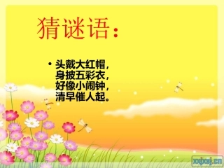 14艳丽的大公鸡