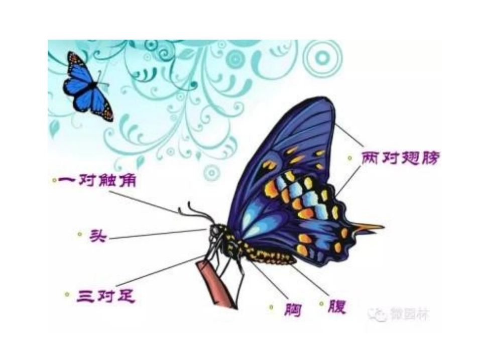 12.蝴蝶飞呀飞_第2页