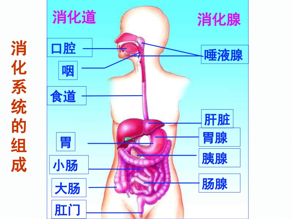 第三节营养物质的吸收和利用_第1页