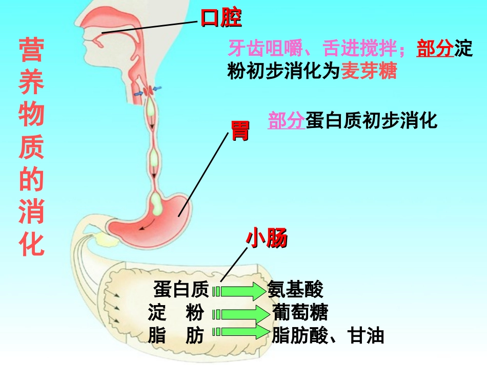 第三节营养物质的吸收和利用_第2页