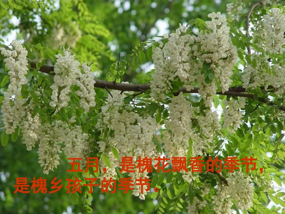 槐乡五月 (3)_第2页