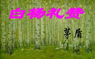 13白杨礼赞