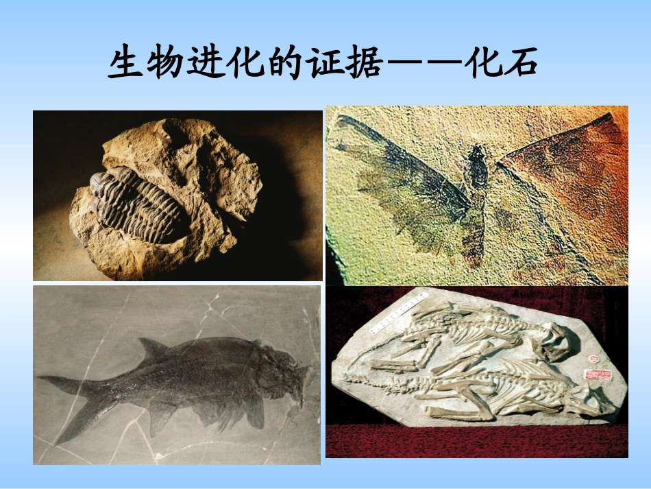 《化石——生物进化的证据》课件2_第2页