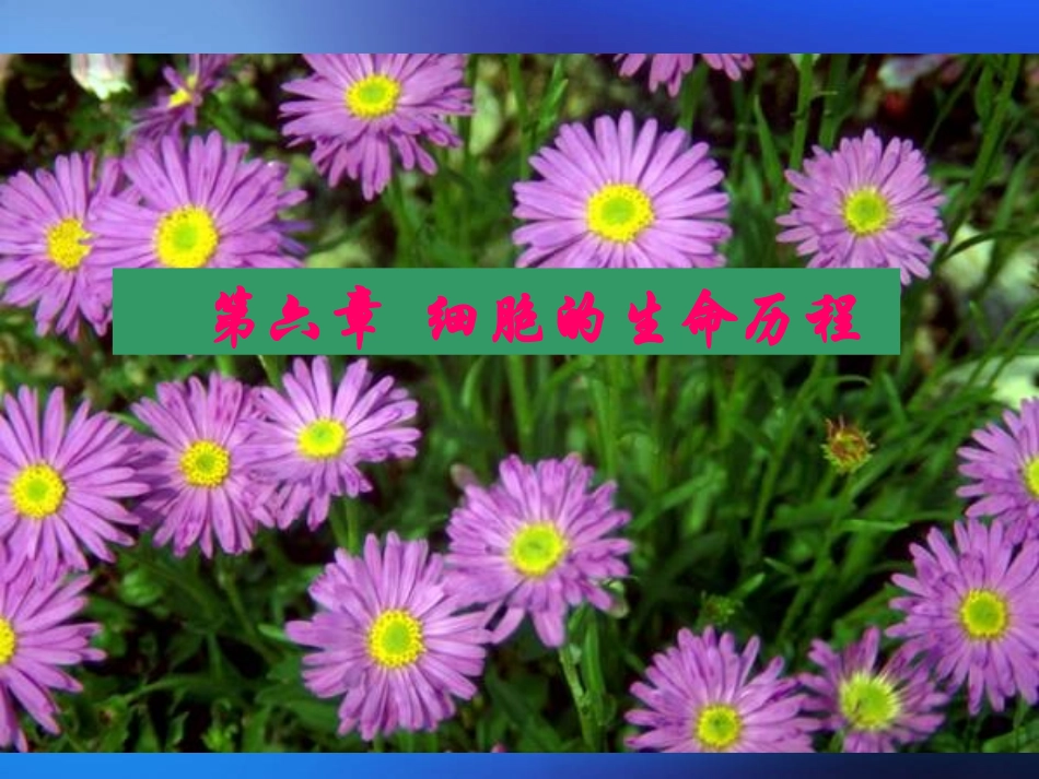 高中一年级生物必修1第-6-章-细胞的生命历程第-1-节-细胞的增殖课件_第1页