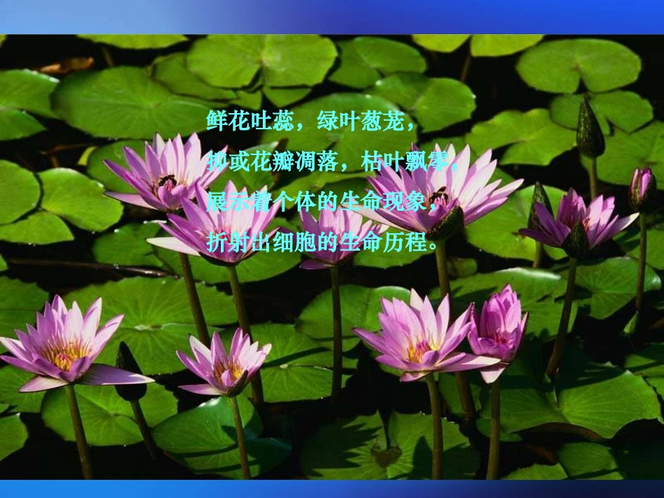 高中一年级生物必修1第-6-章-细胞的生命历程第-1-节-细胞的增殖课件_第2页