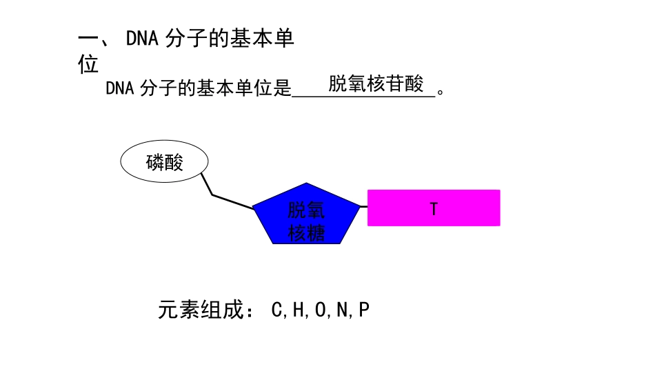 第二节DNA的分子结构_第2页