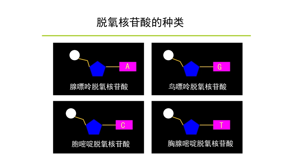 第二节DNA的分子结构_第3页