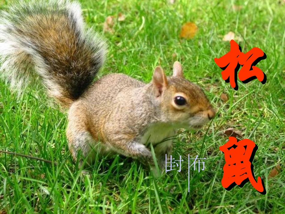 松鼠(精选)-2012121141850899-447_第1页