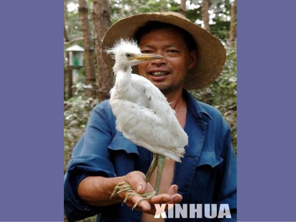 小学语文一年级课件-小鸟朋友_第3页