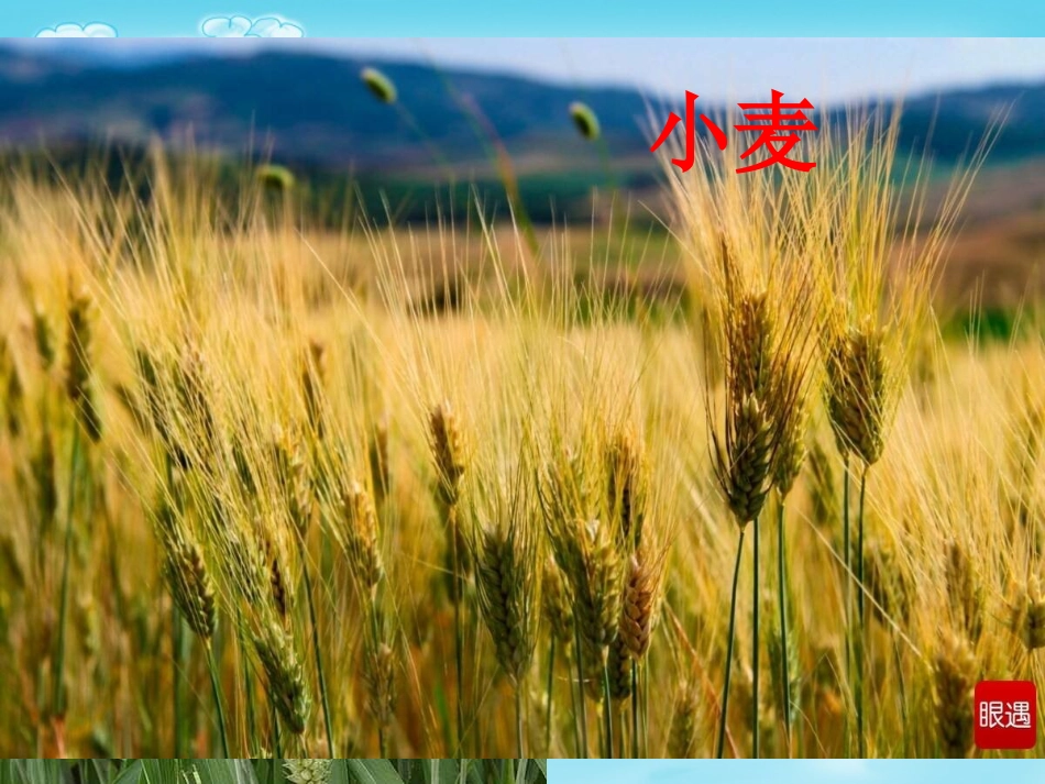 10.来之不易的粮食_第3页