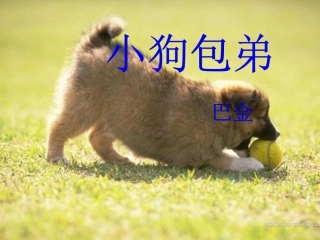 2010《小狗包弟》PPT课件(1)