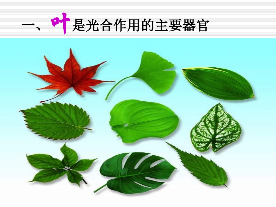 《第二节-植物光合作用的场所》课件2_第3页