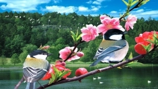 (部编)人教语文2011课标版一年级下册6、树和喜鹊(第二课时)课件