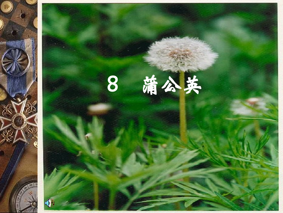 小学语文三年级课件-蒲公英-苏教版_第1页