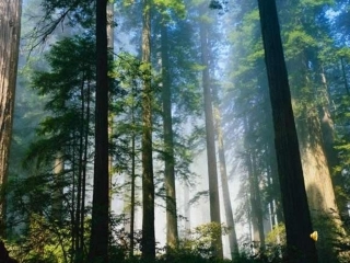 小熊住山洞-课件1