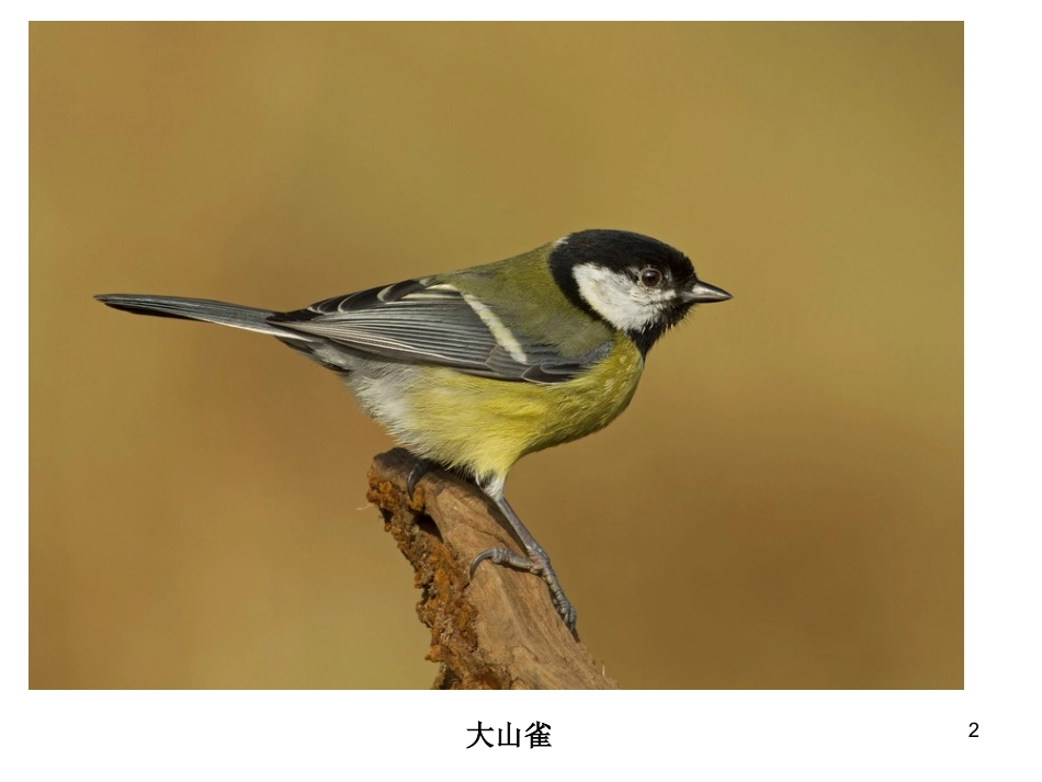 第三节-空中飞行的动物_第2页