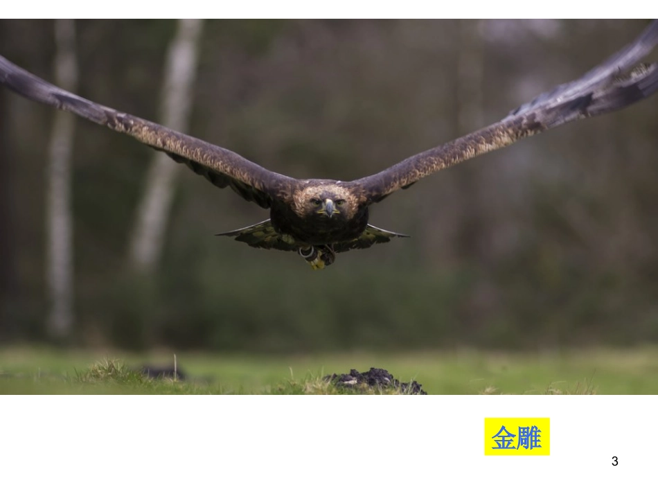 第三节-空中飞行的动物_第3页